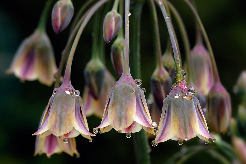 Dew Bells art print by Jacky Parker for $57.95 CAD