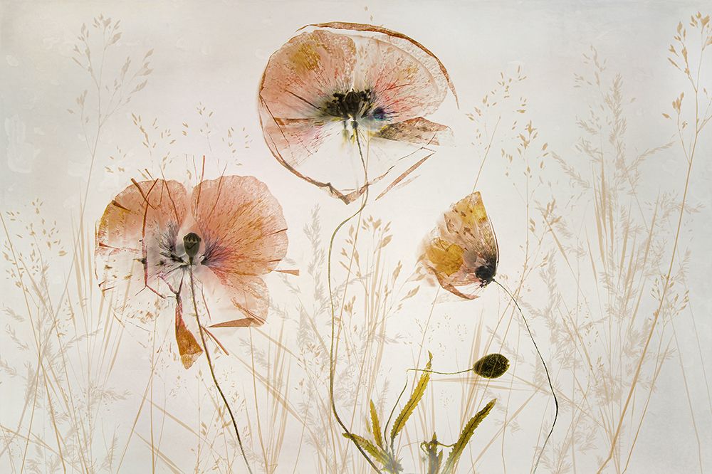 Light And Soft art print by Nel Talen for $57.95 CAD