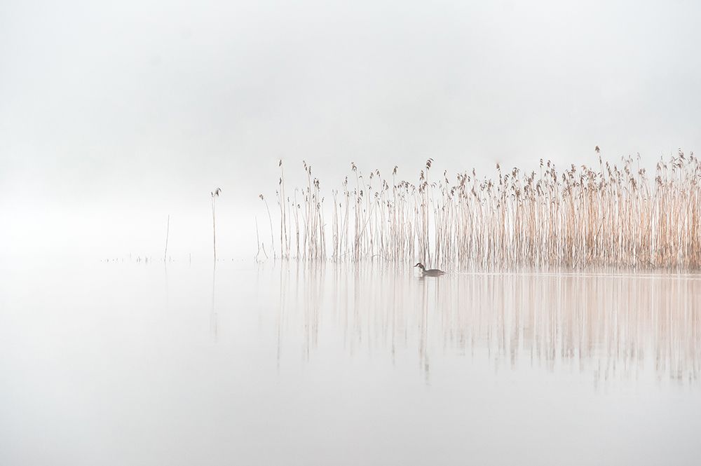 Days in the fog art print by Benny Pettersson for $57.95 CAD