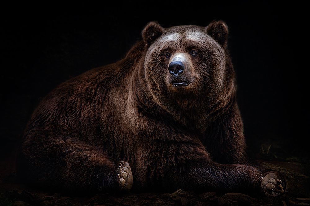 Bear Portrait art print by Santiago Pascual Buye for $57.95 CAD