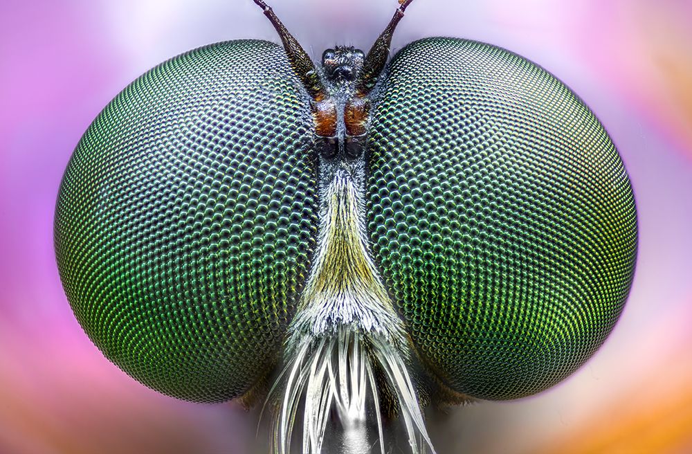 Amazing Eyes art print by Alberto Ghizzi Panizza for $57.95 CAD