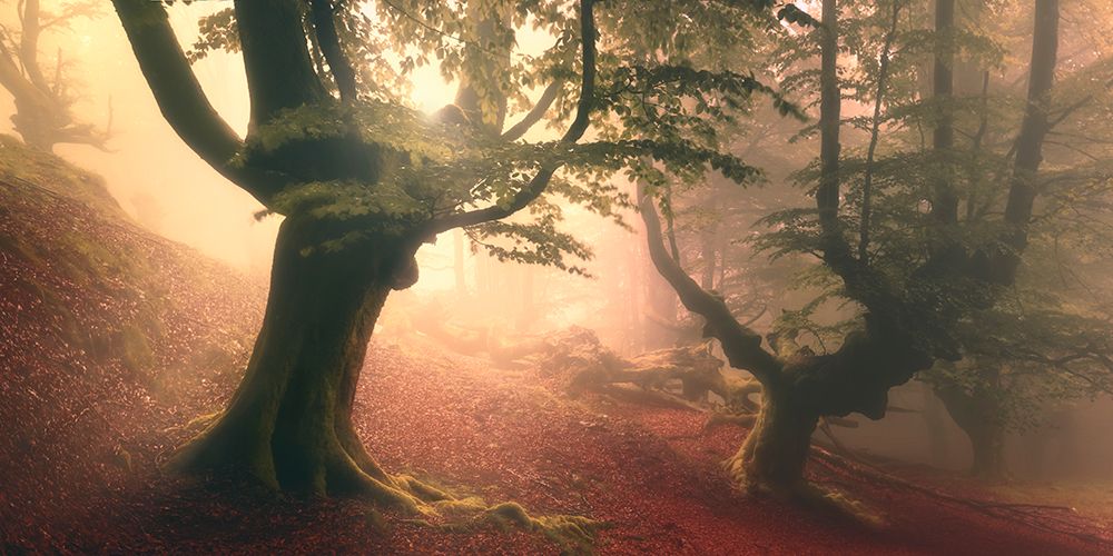 Fangorn Forest art print by Roberto Rivera for $57.95 CAD