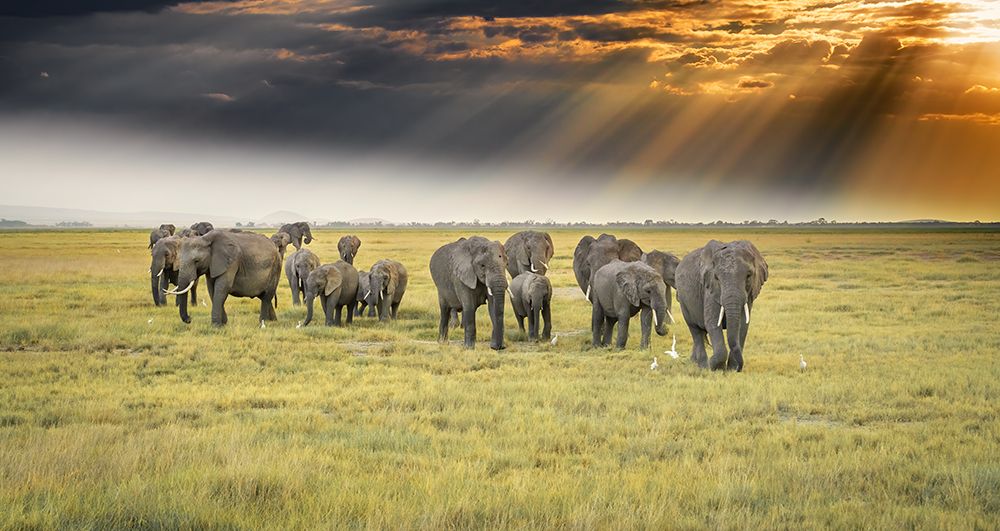 For The Love Of Elephants art print by Jeffrey C. Sink for $57.95 CAD