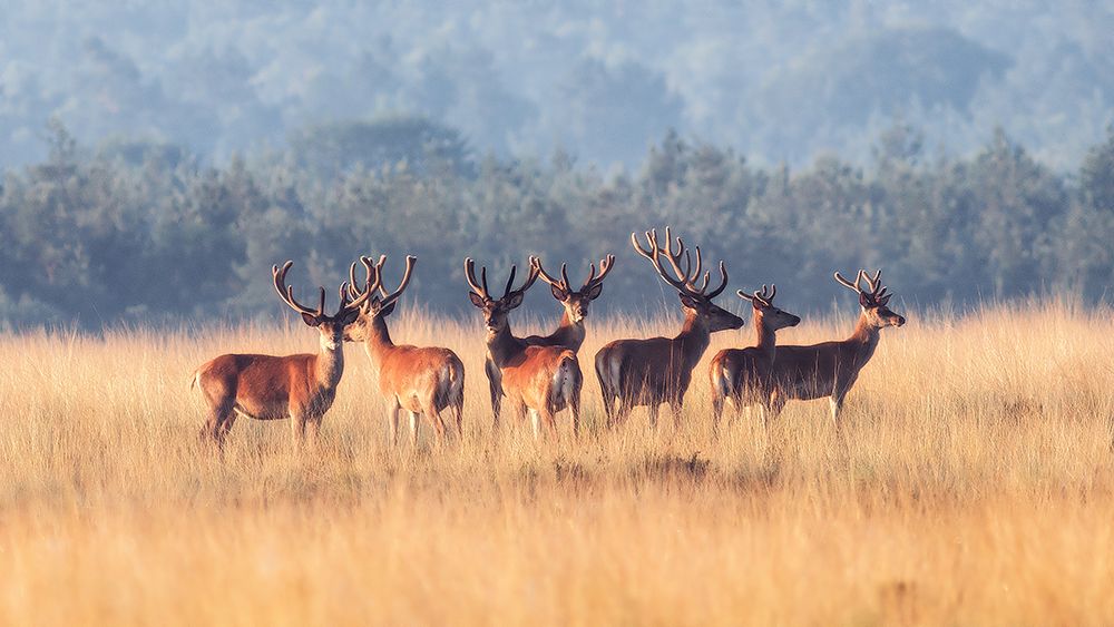 Red Deer art print by Jaap van den for $57.95 CAD