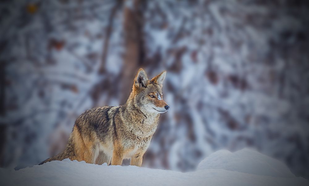 Coyote art print by Jenny Qiu for $57.95 CAD