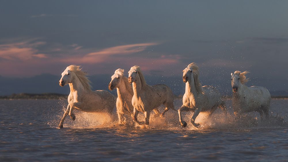 Camargue Horses On Sunset art print by Rostovskiy Anton for $57.95 CAD