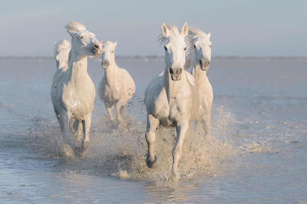 Horses art print by Rostovskiy Anton for $57.95 CAD