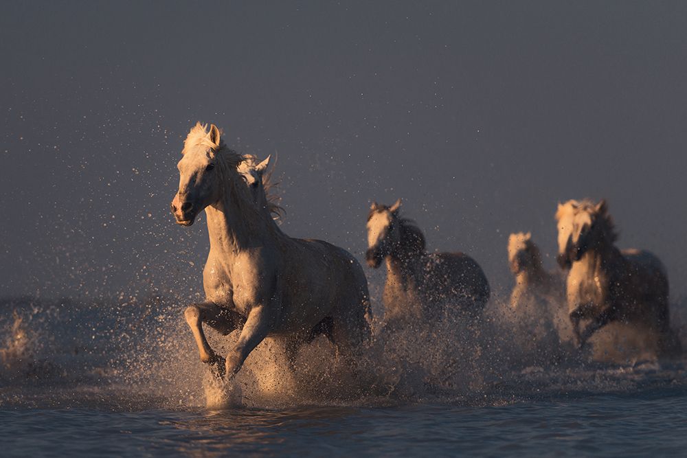 Horses In Sunset Light art print by Rostovskiy Anton for $57.95 CAD