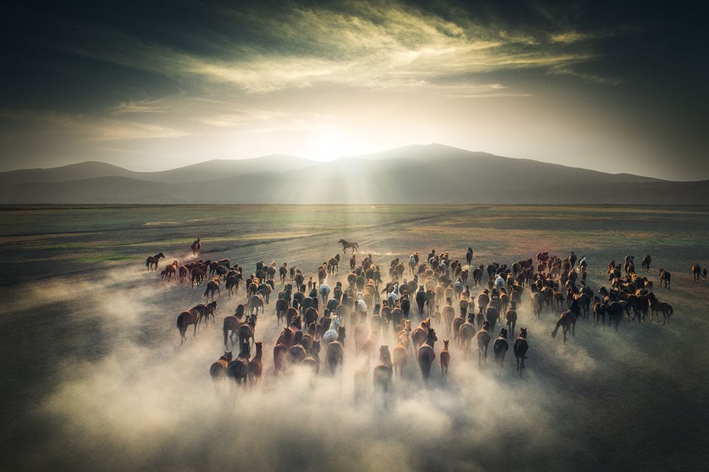 Wild Horses art print by Cuma Cevik for $57.95 CAD