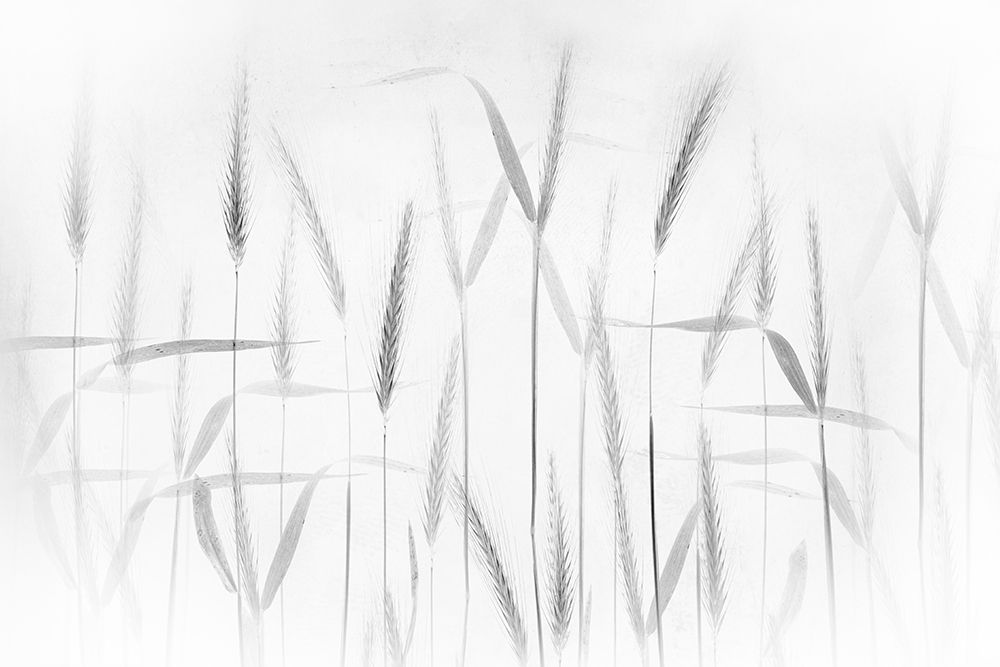 Corn art art print by Greetje van Son for $57.95 CAD