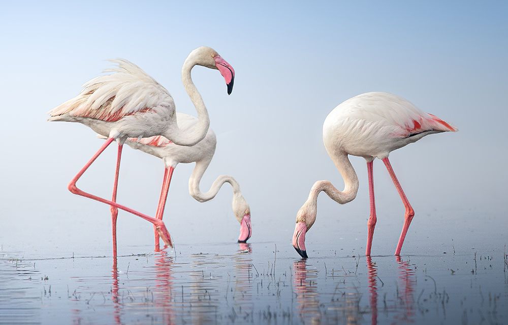 Greater Flamingos art print by Rahul Wedpathak for $57.95 CAD