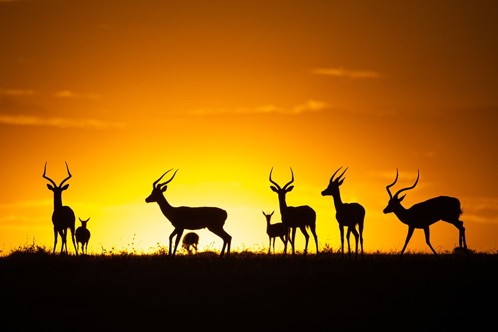 Just a sunset art print by Gorazd Golob for $57.95 CAD