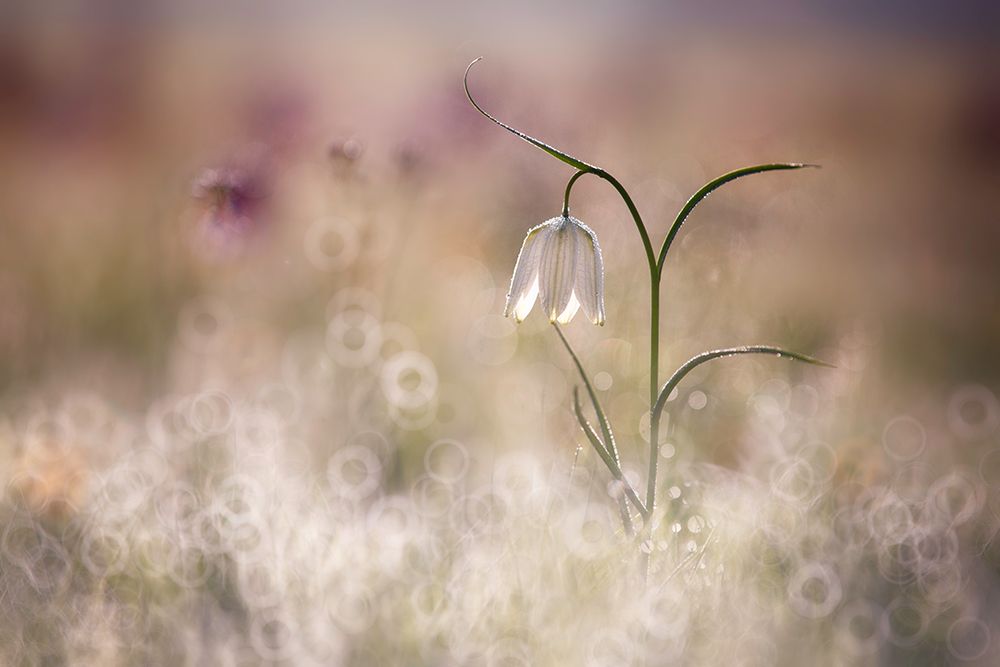 Albino art print by Anton Van Dongen for $57.95 CAD