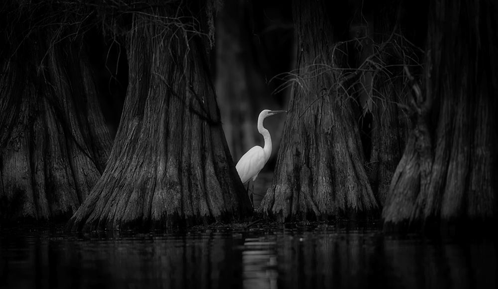 Egret And Cypress art print by Michael Zheng for $57.95 CAD