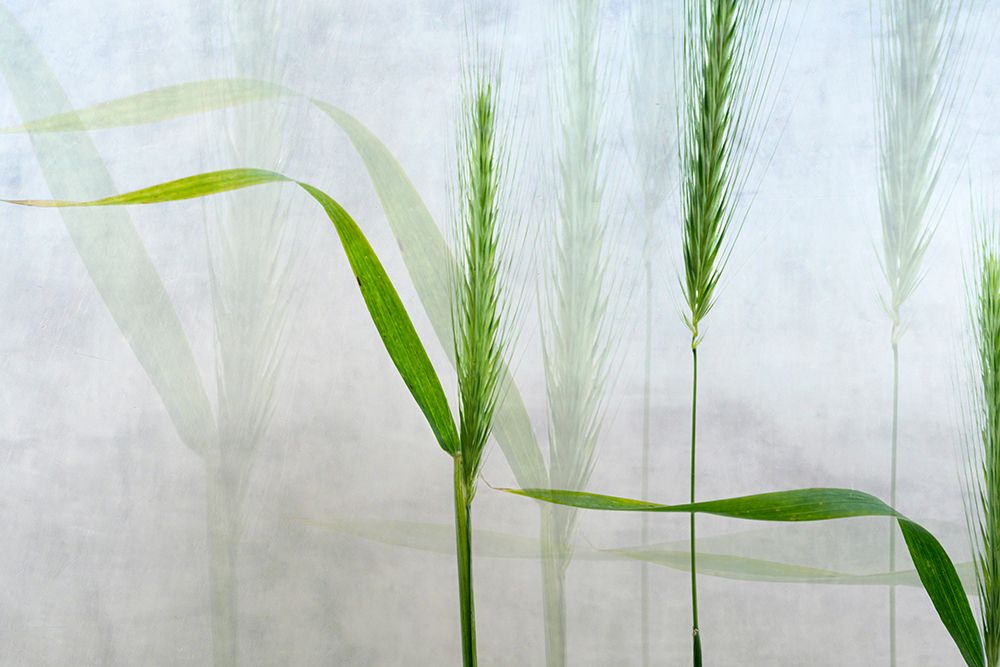 Wavy Green art print by Greetje Van Son for $57.95 CAD