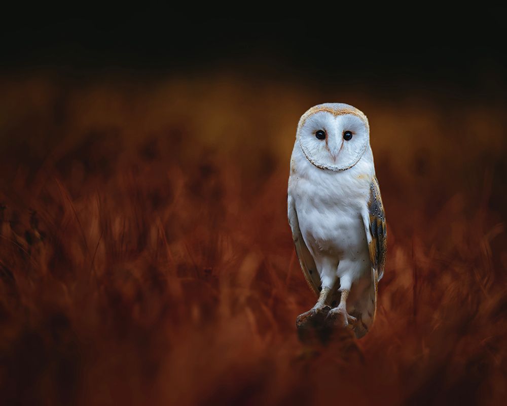 In the red meadow art print by Michaela Firesova for $57.95 CAD