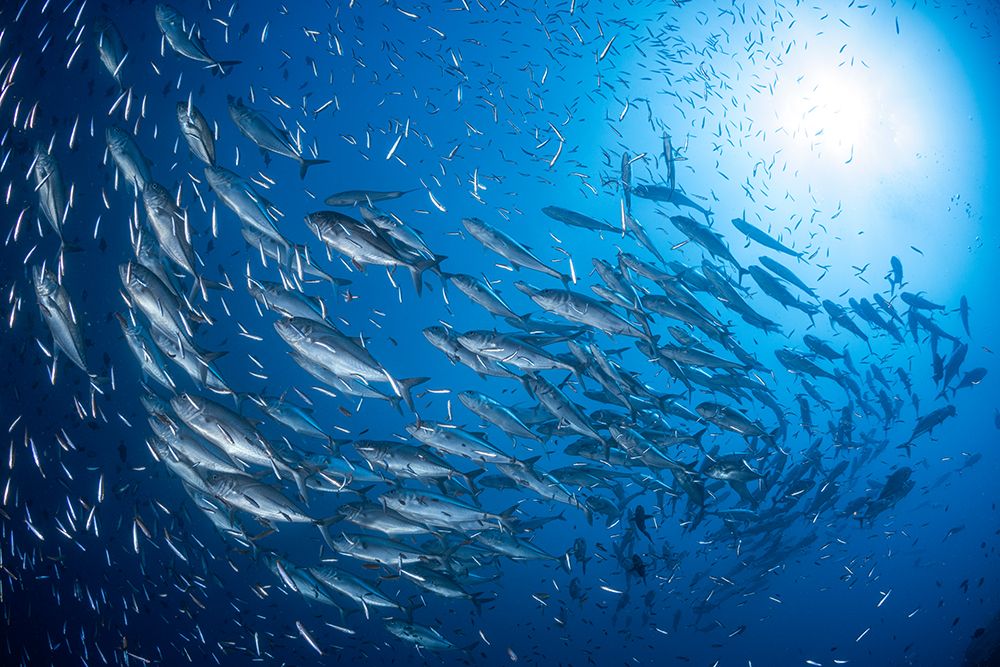 A School Of Trevaly art print by Barathieu Gabriel for $57.95 CAD