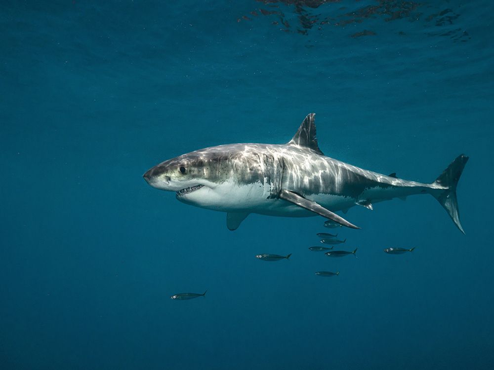 Great white sgark art print by Serge Melesan for $57.95 CAD