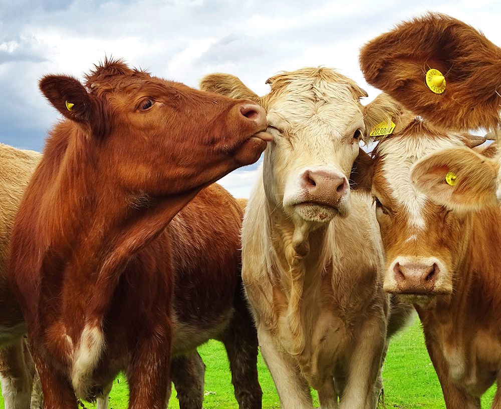 Pre Shoot art print by Ray Clark for $57.95 CAD