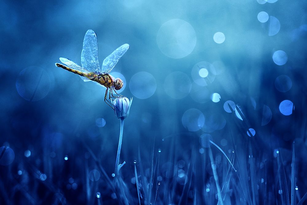 Dragonfly art print by Ridho Arifuddin for $57.95 CAD