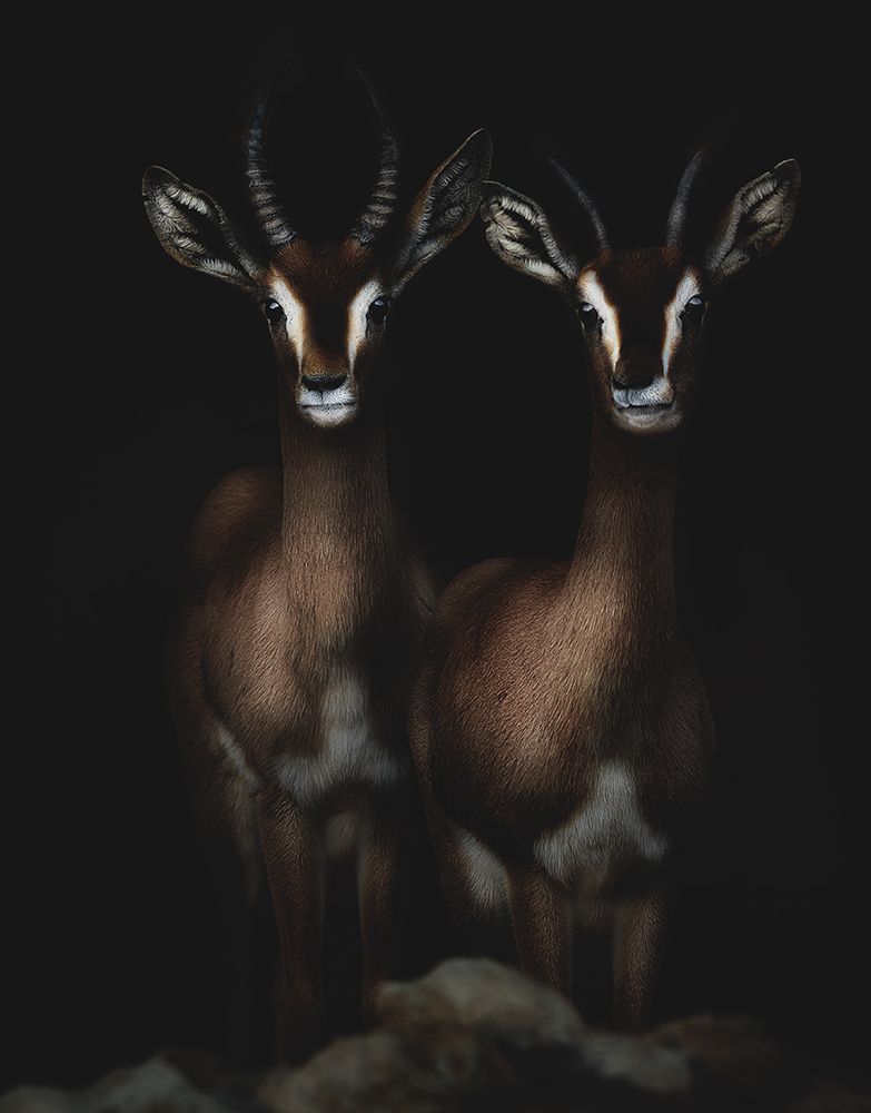 Siblings art print by Ranoosh Ali Bkr for $57.95 CAD