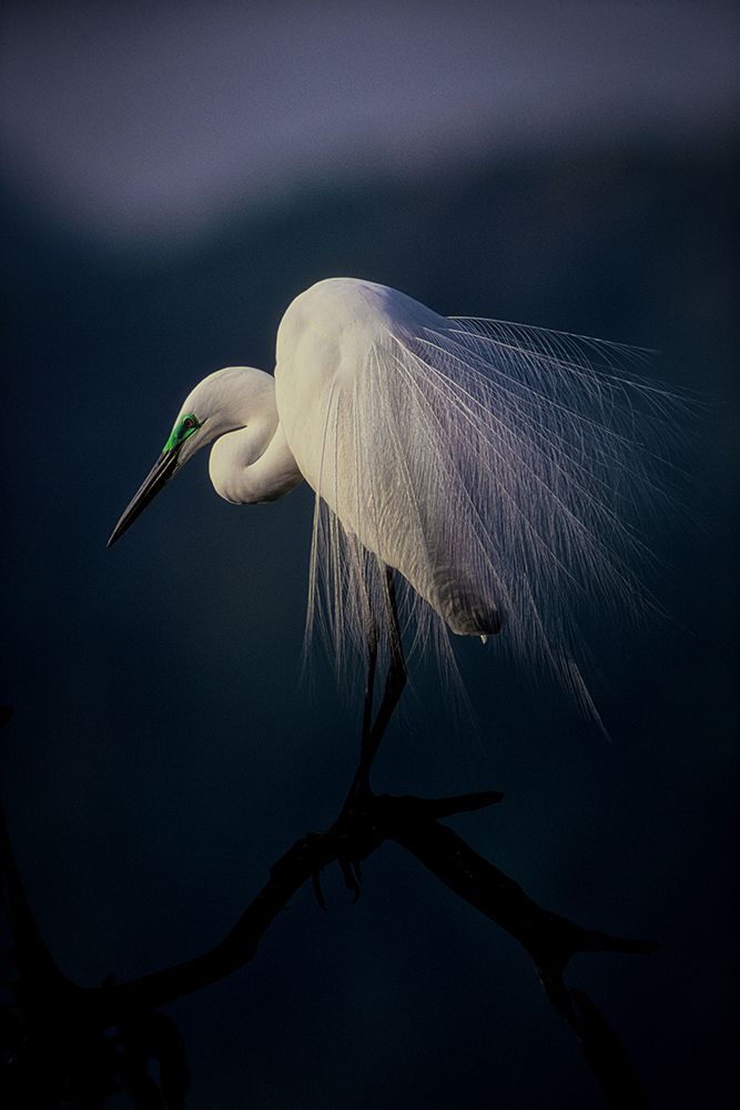 Beautiful Ornament Feathers art print by Takafumi Yamashita for $57.95 CAD