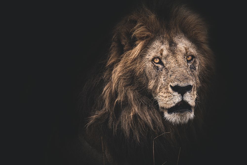 Royalty art print by Frederic Loesch for $57.95 CAD