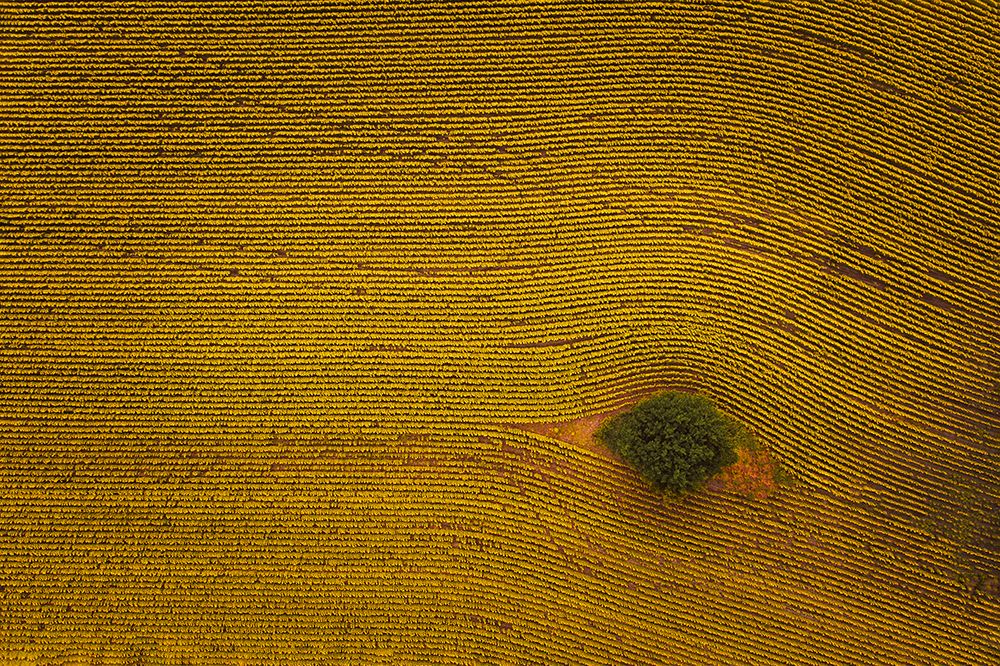 Eye In Field art print by Michael Zheng for $57.95 CAD