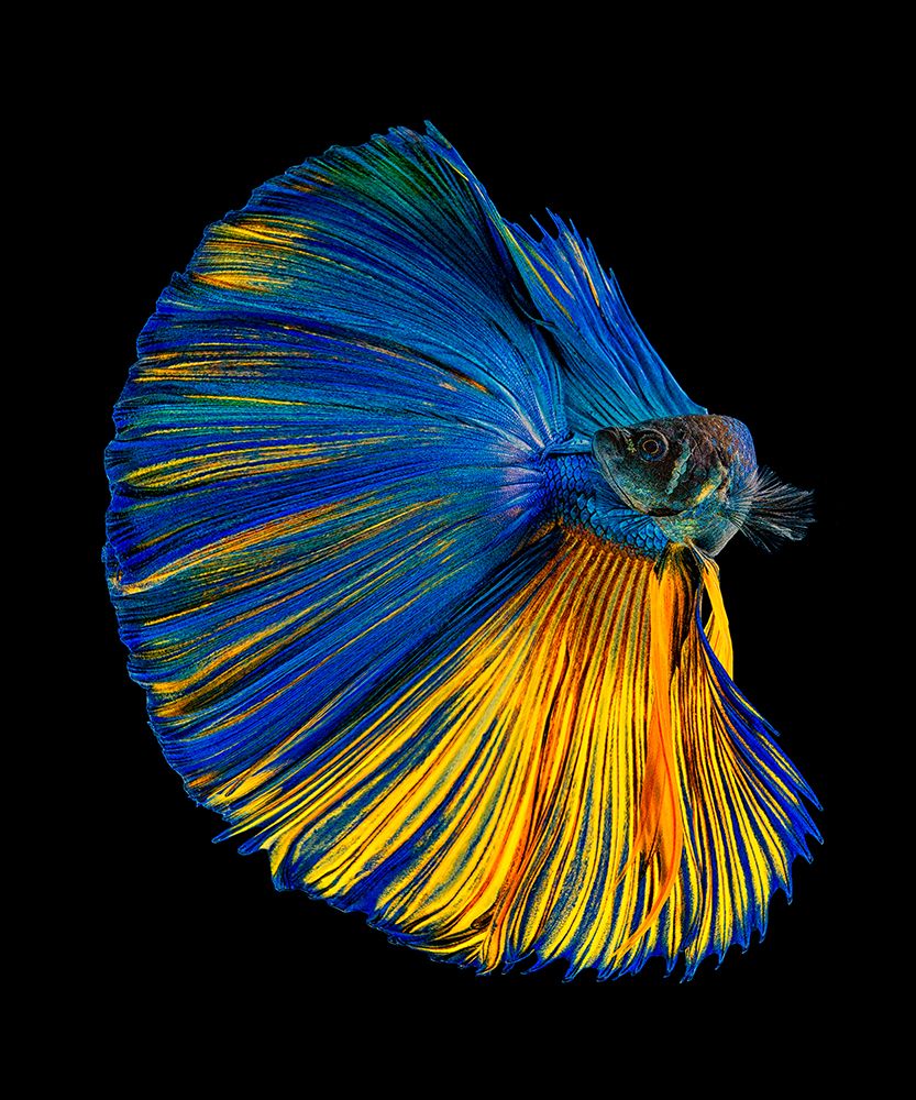 Yellow A Blue art print by Andi Halil for $57.95 CAD