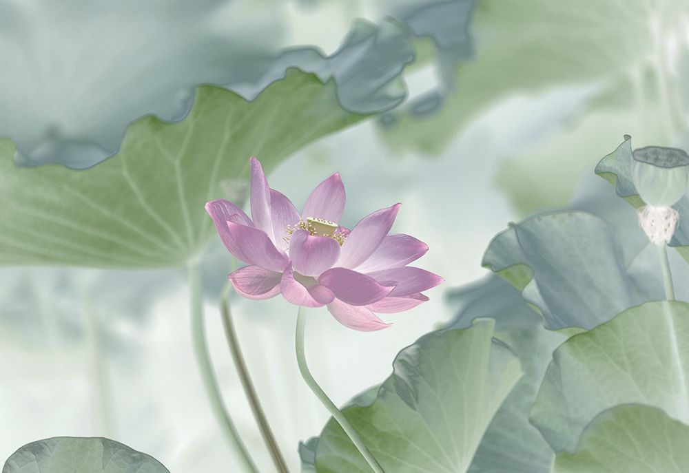 Lotus art print by Binbin L. for $57.95 CAD