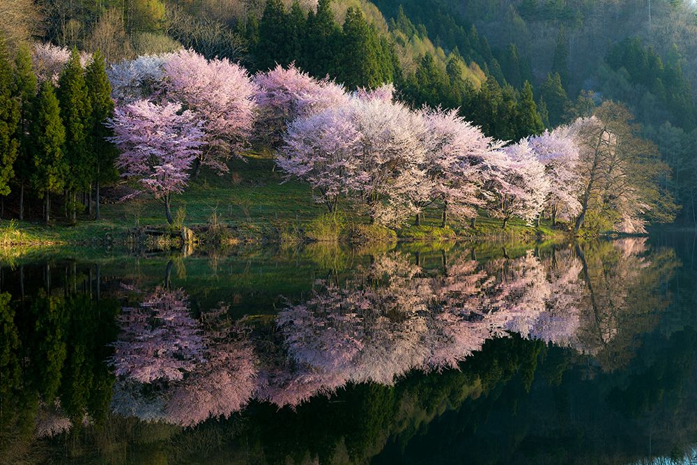 Sakura art print by Tatsuki Ito for $57.95 CAD