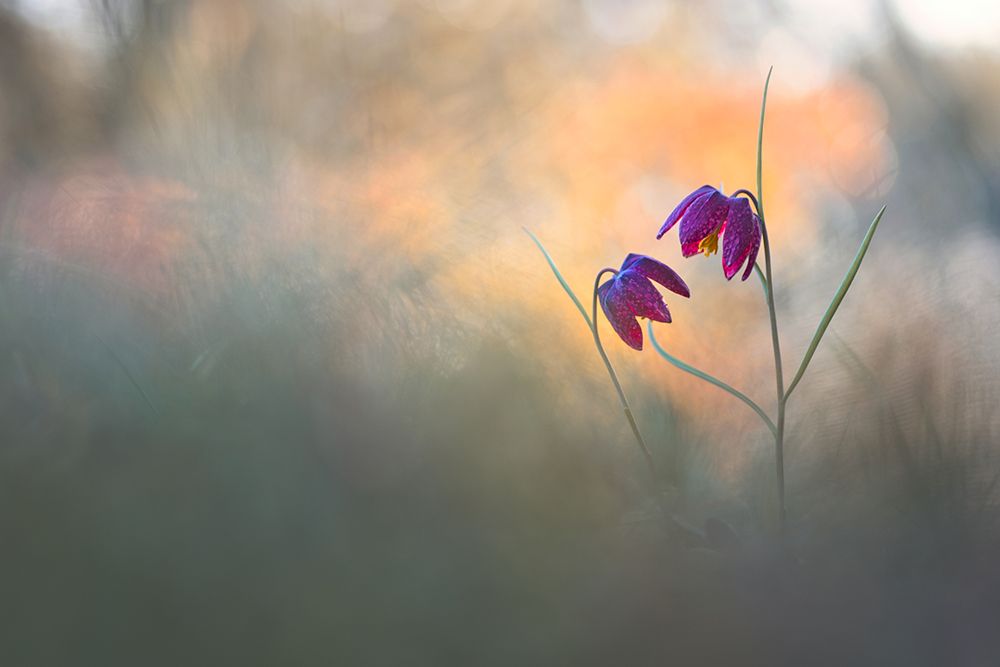 Spring Danse art print by Sebastien Blomme for $57.95 CAD