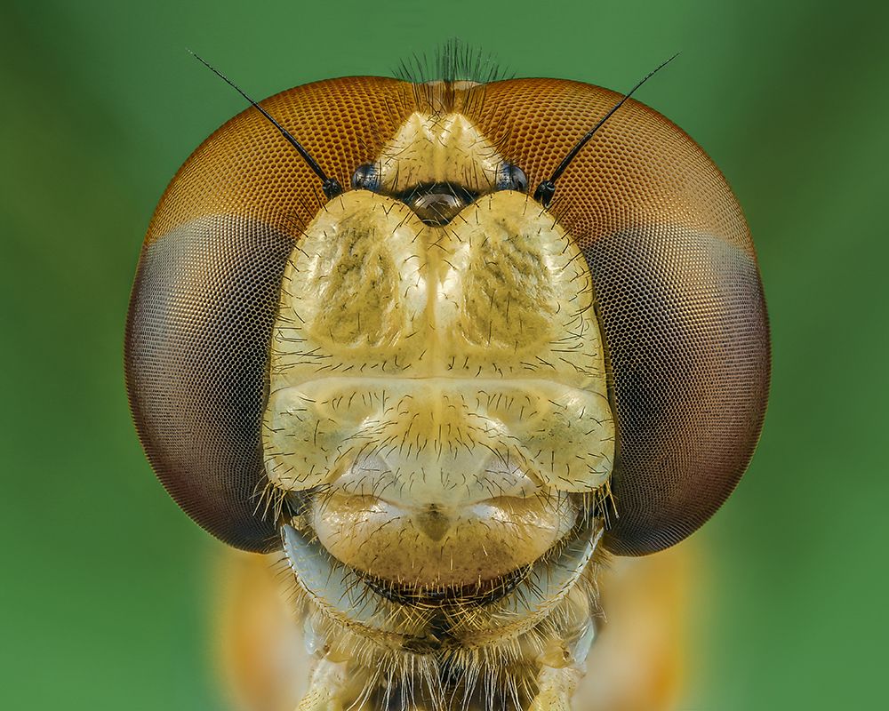 Dragonfly art print by Riyad_Hamzi for $57.95 CAD