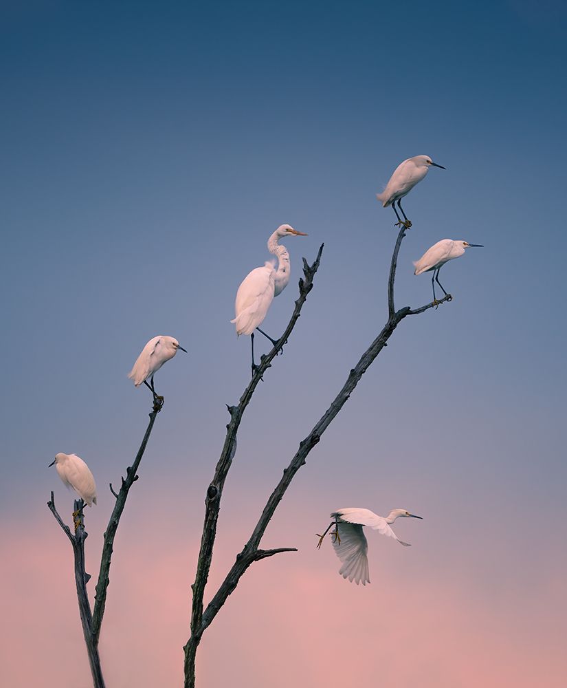 Social Distancing art print by Ruiqing P. for $57.95 CAD