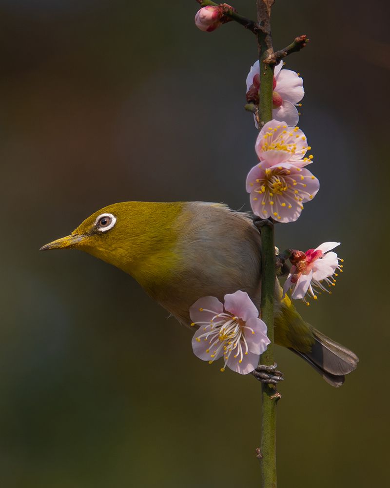 Plum Blossoms And White-Eye art print by miwa_sun_ for $57.95 CAD