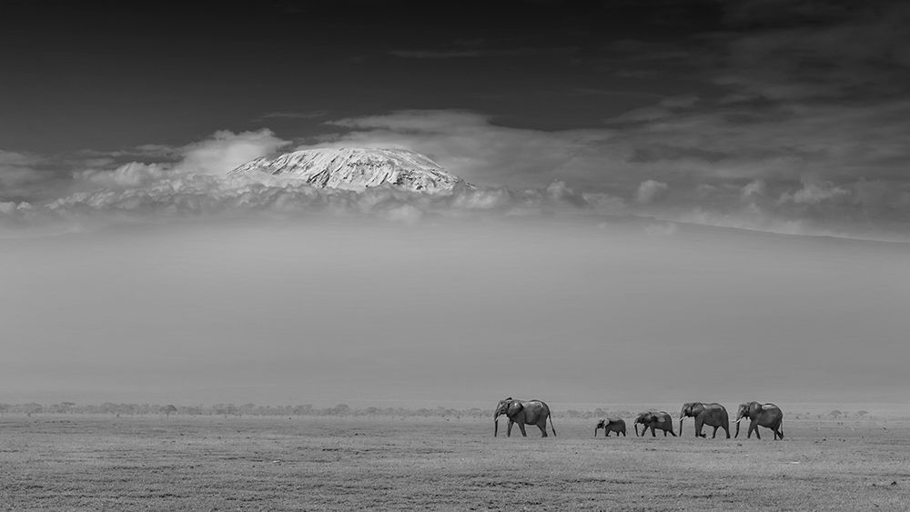 Elephant Family Under Mount Kilimanjaro art print by Yun Wang for $57.95 CAD