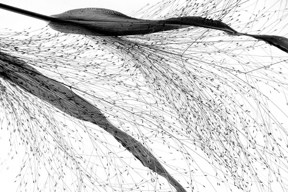 Black Grass art print by Saskia Dingemans for $57.95 CAD