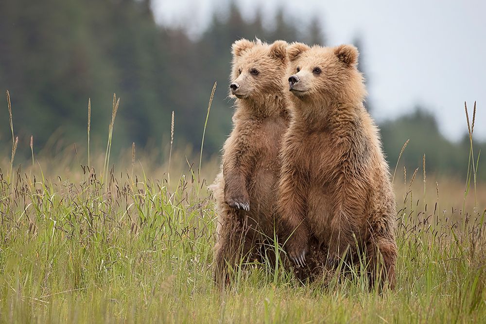 Standing Tall art print by Renee Doyle for $57.95 CAD