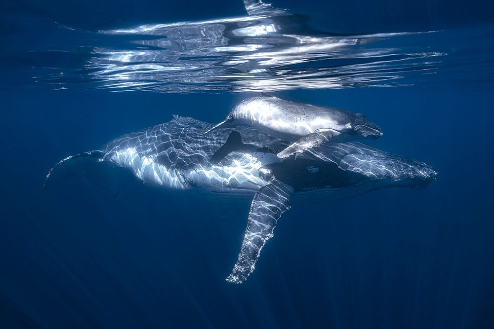 A humpback whale and its calf art print by Barathieu Gabriel for $57.95 CAD