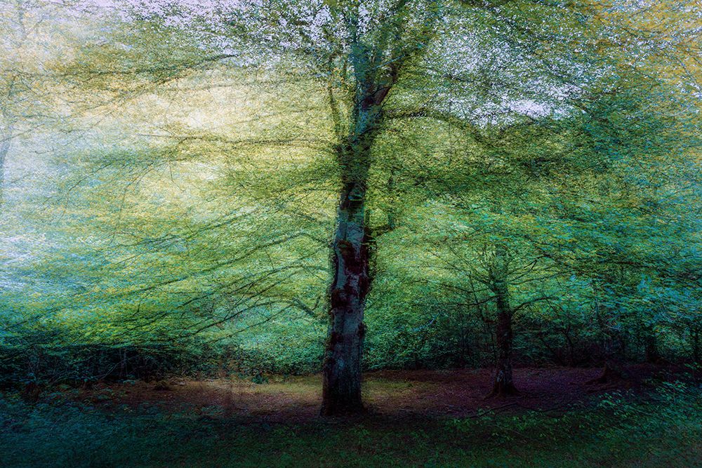Forest art print by Marco Antonio Cobo for $57.95 CAD