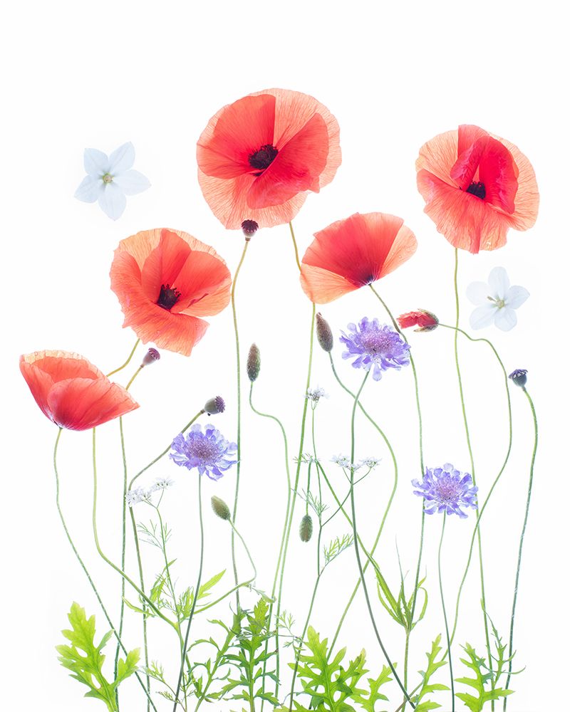 Poppy Garden art print by Sharon Williams for $57.95 CAD