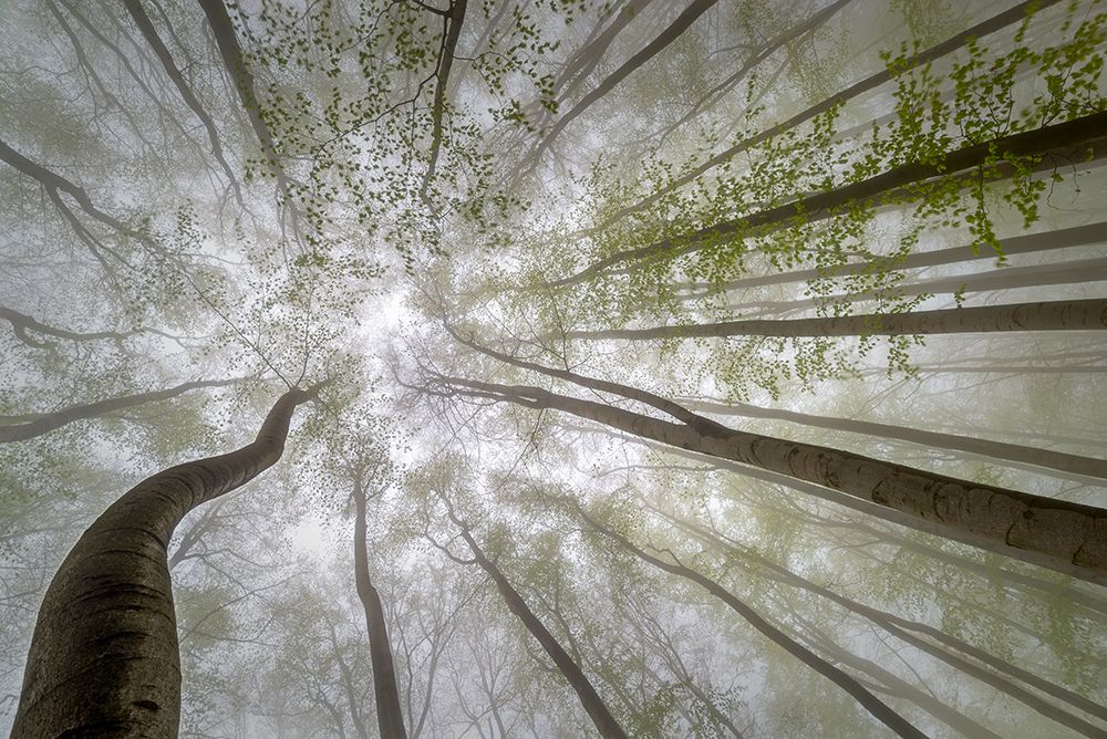 Forest Views art print by Tom Pavlasek for $57.95 CAD