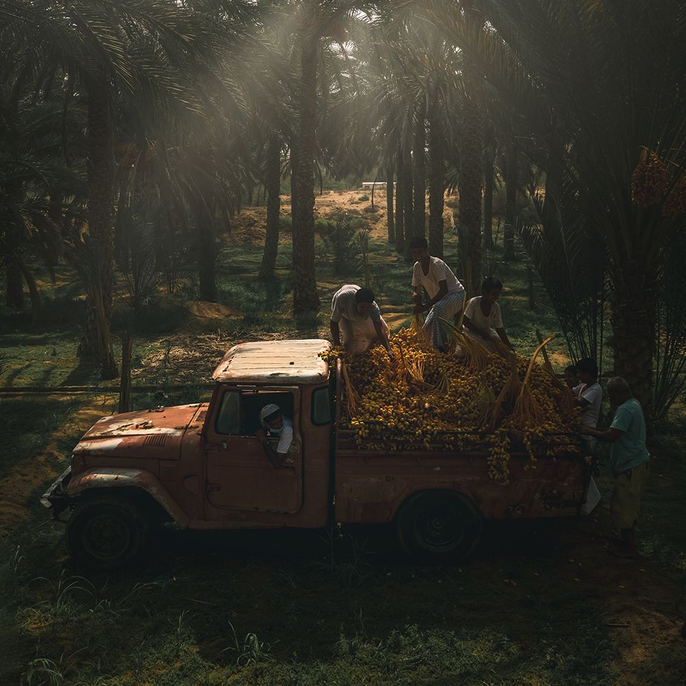 Date Harvest Season art print by Haitham Al Farsi for $57.95 CAD