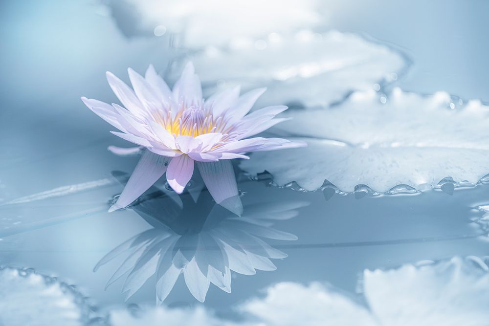 Reflection art print by Takashi Suzuki for $57.95 CAD