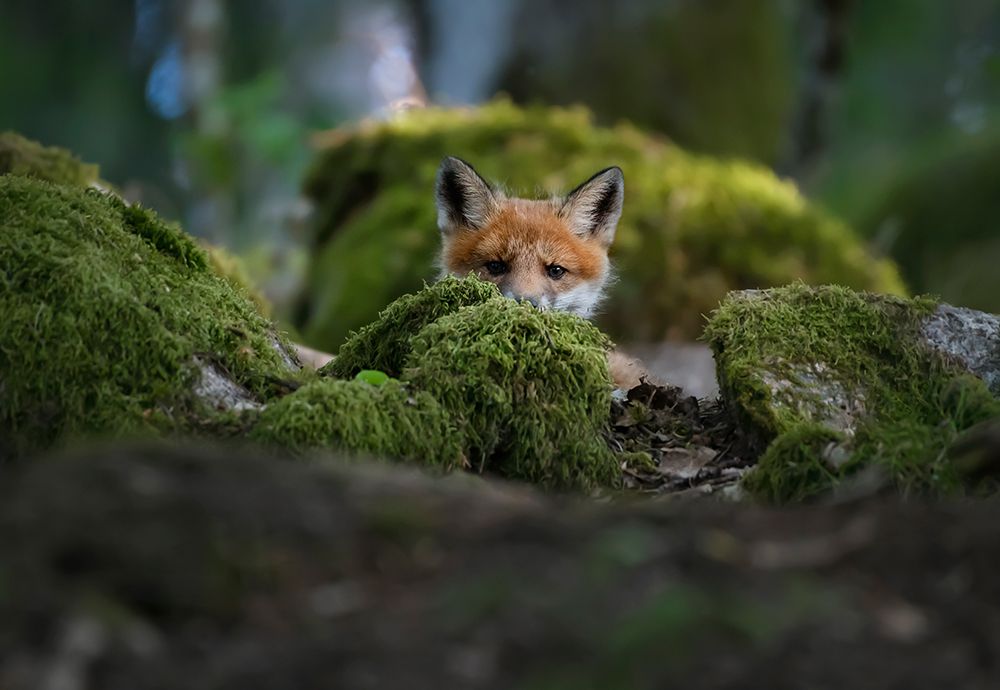 Curious Fox art print by Christian Lindsten for $57.95 CAD