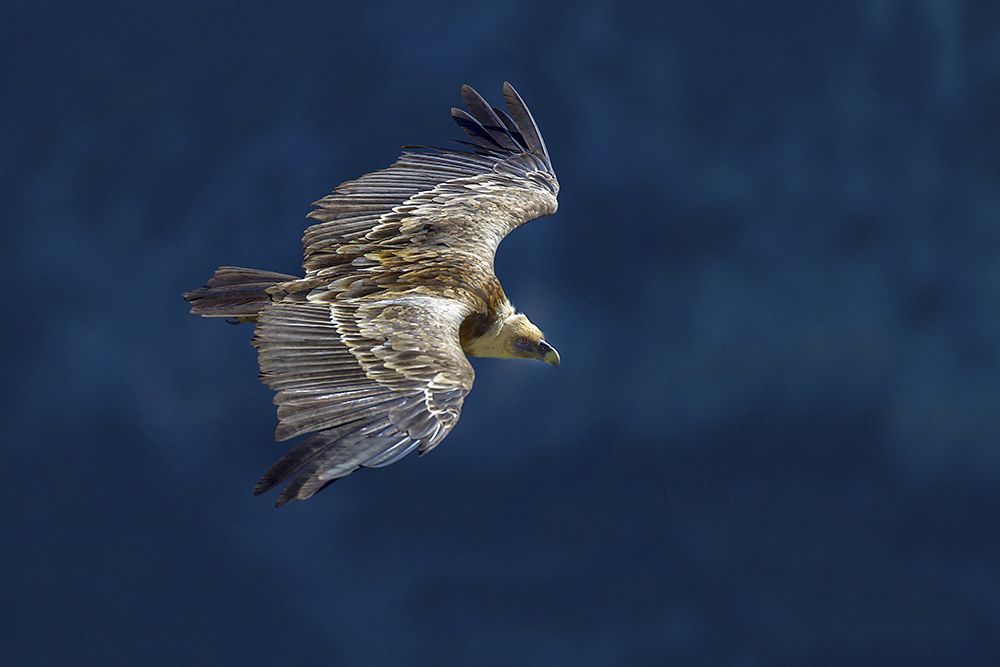 Vulture In Blu art print by Marco Redaelli for $57.95 CAD