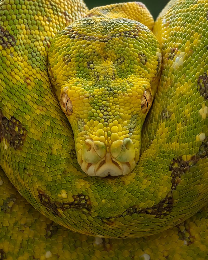 Yellow art print by Tantoyensen for $57.95 CAD