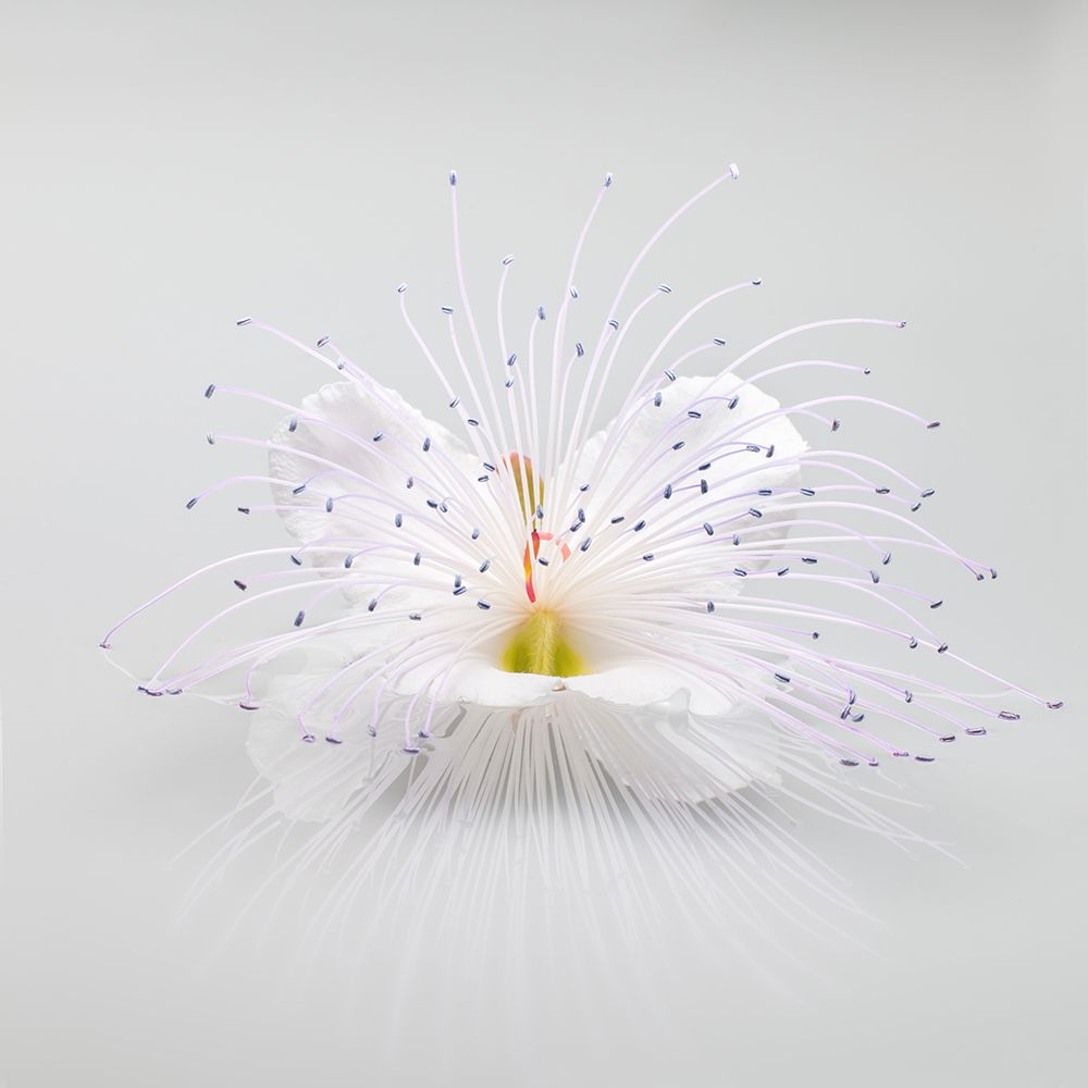 Untitled art print by Rico Cavallo for $57.95 CAD