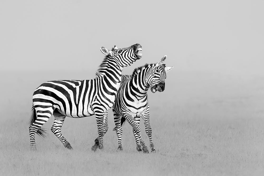 Zebras art print by Jun Zuo for $57.95 CAD