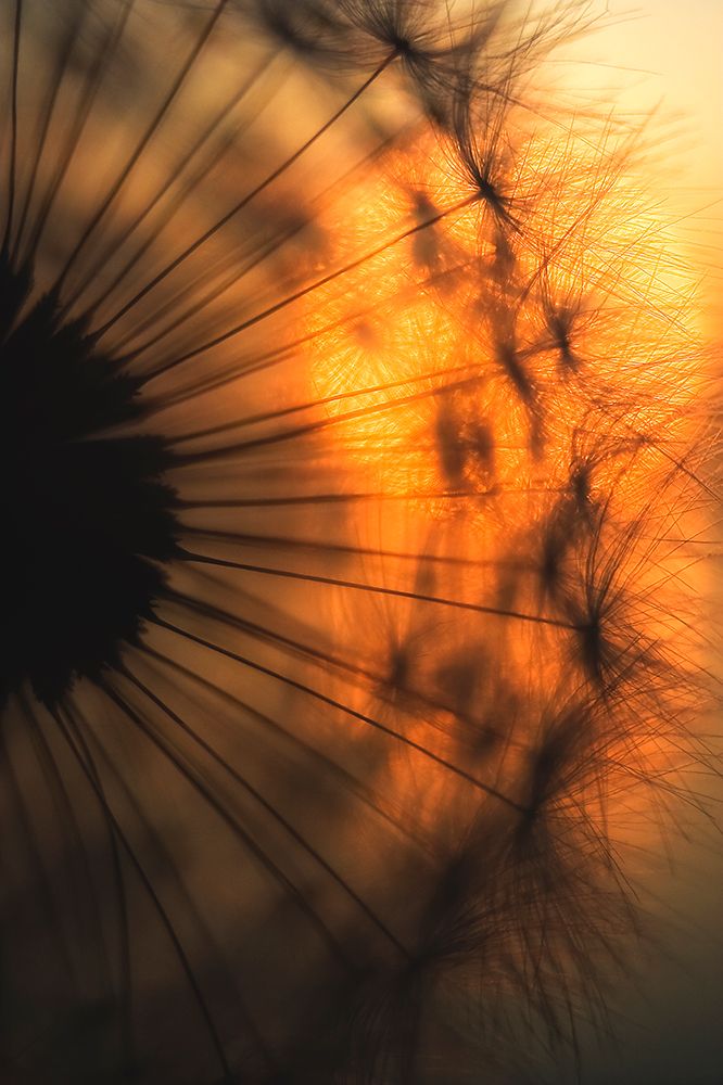 Sunset art print by Ricky Siegers for $57.95 CAD